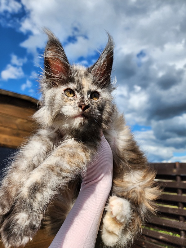 Hetty Akbars - Kitten maine-coon 1 month 3.5 weeks