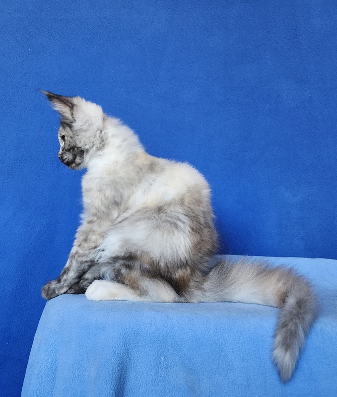 Hetty Akbars - Kitten maine-coon 2 months 3.5 weeks