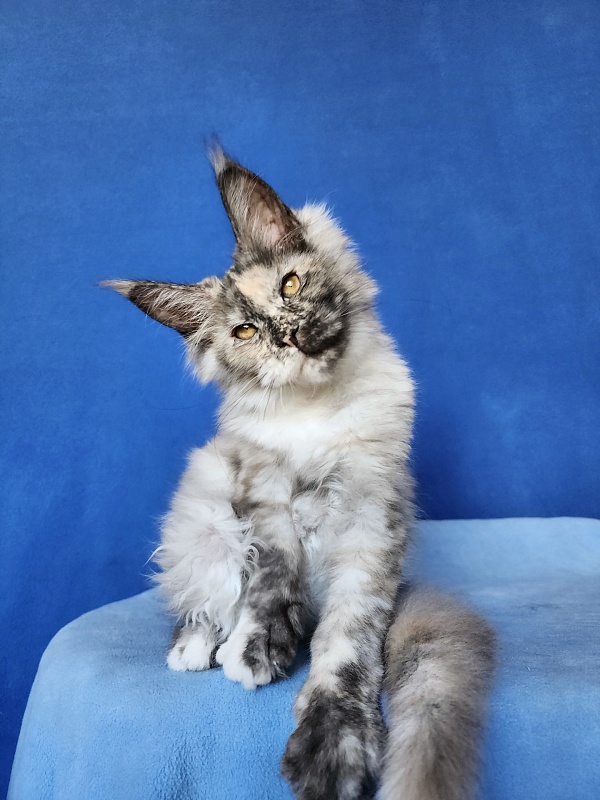 Hetty Akbars - Kitten maine-coon 2 months 3.5 weeks