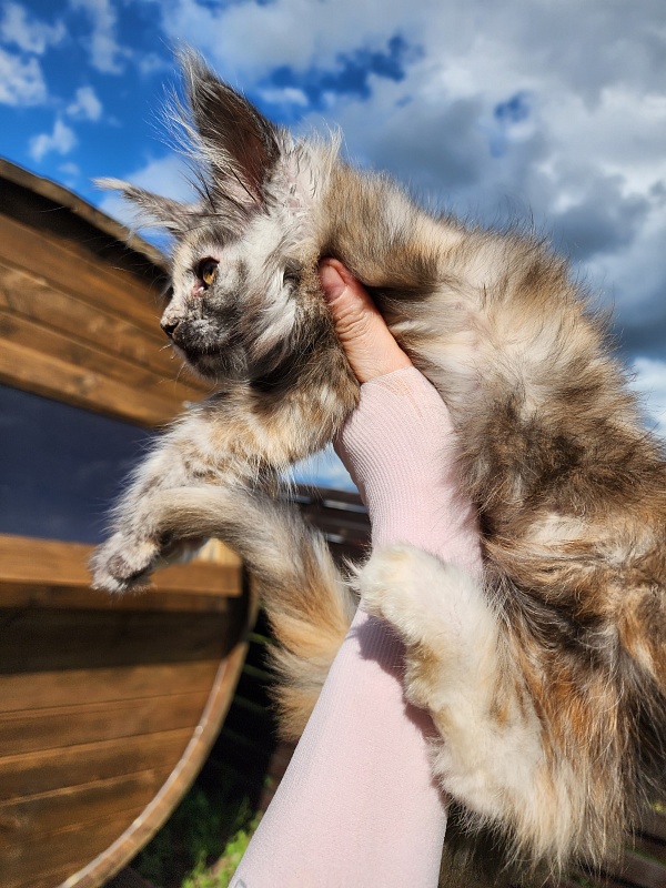 Hetty Akbars - Kitten maine-coon 1 month 3.5 weeks