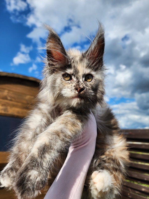 Hetty Akbars - Kitten maine-coon 1 month 3.5 weeks