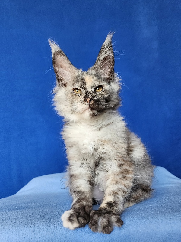 Hetty Akbars - Kitten maine-coon 2 months 2.5 weeks