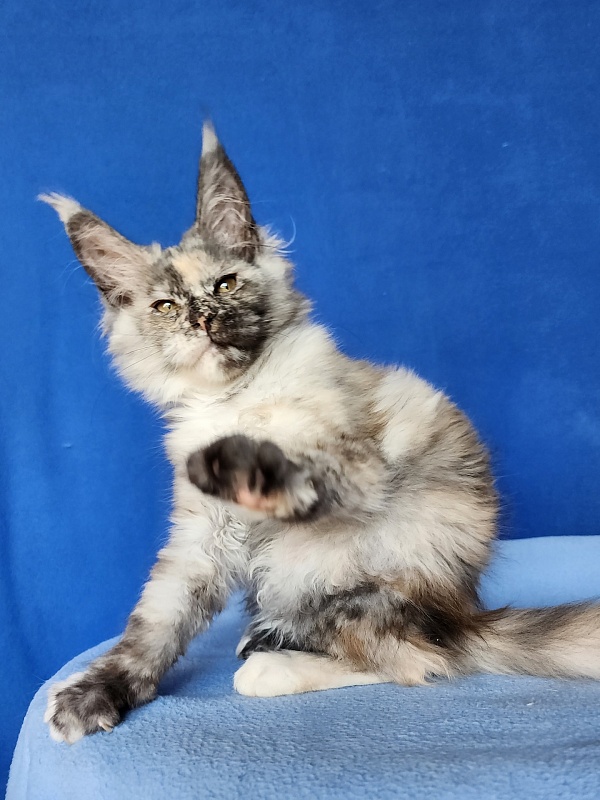 Hetty Akbars - Kitten maine-coon 2 months 2.5 weeks