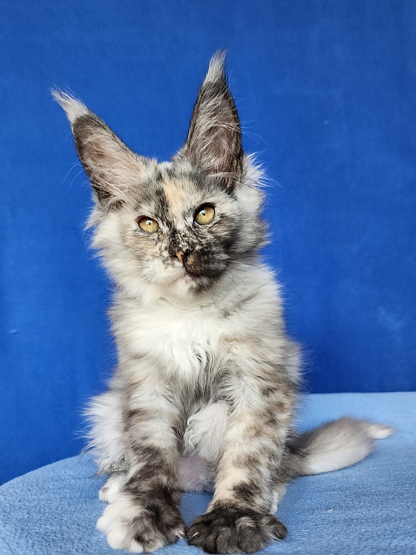 Hetty Akbars - Kitten maine-coon 2 months 2.5 weeks