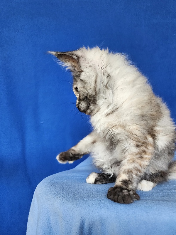 Hetty Akbars - Kitten maine-coon 2 months 2.5 weeks