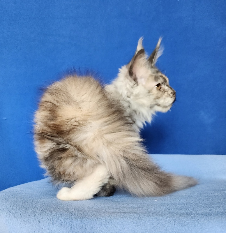 Hetty Akbars - Kitten maine-coon 2 months 2.5 weeks