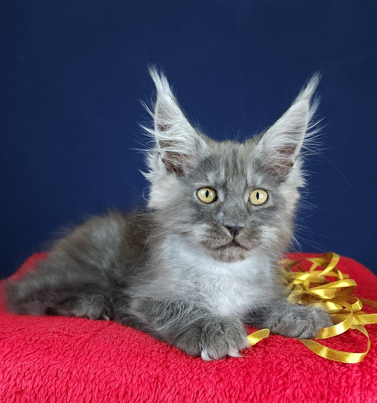 Devin Akbars - Kitten maine-coon 2 months 3 weeks