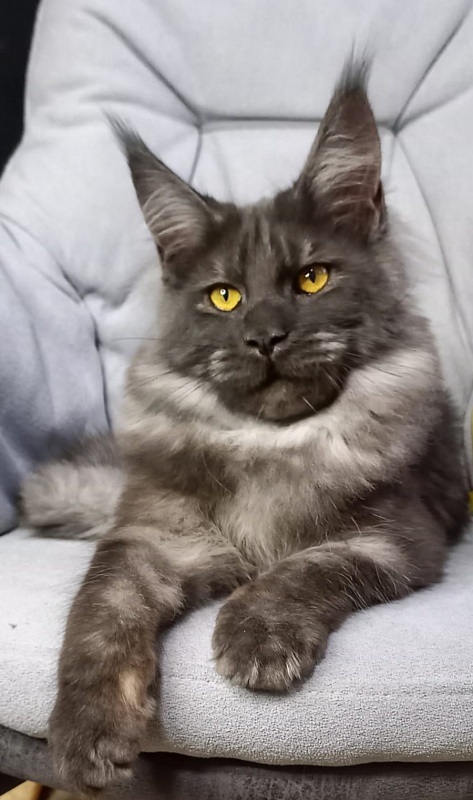 Devin Akbars - Kitten maine-coon 6 months 4 weeks