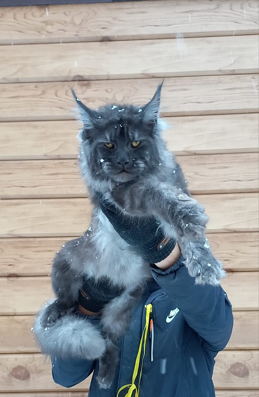 Devin Akbars - Junior maine-coon 8 months