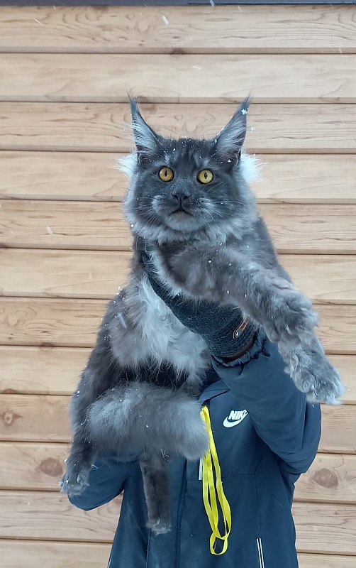 Devin Akbars - Junior maine-coon 8 months