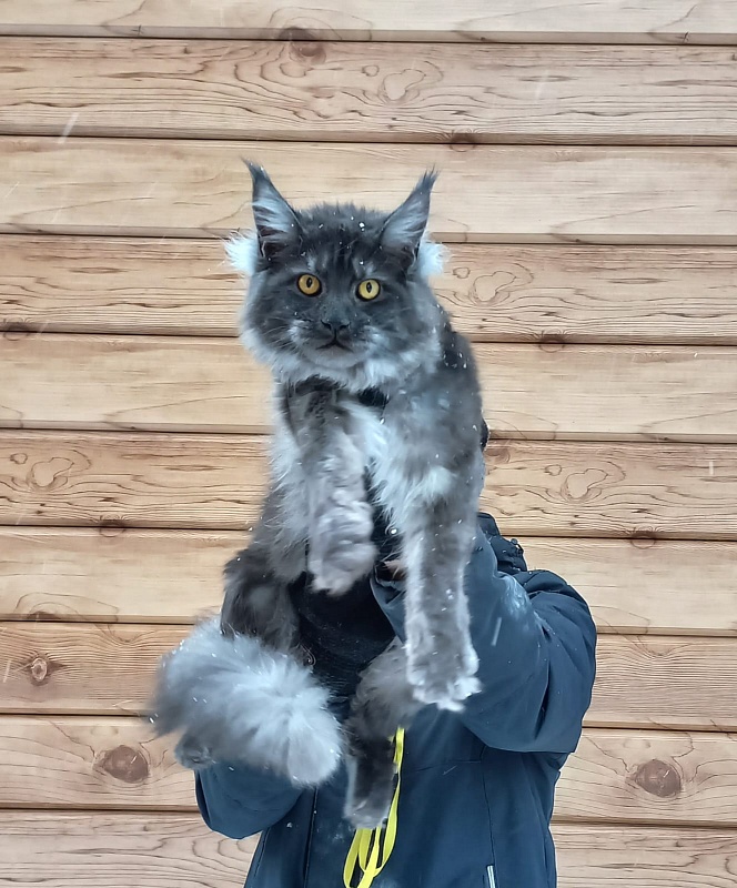 Devin Akbars - Junior maine-coon 8 months
