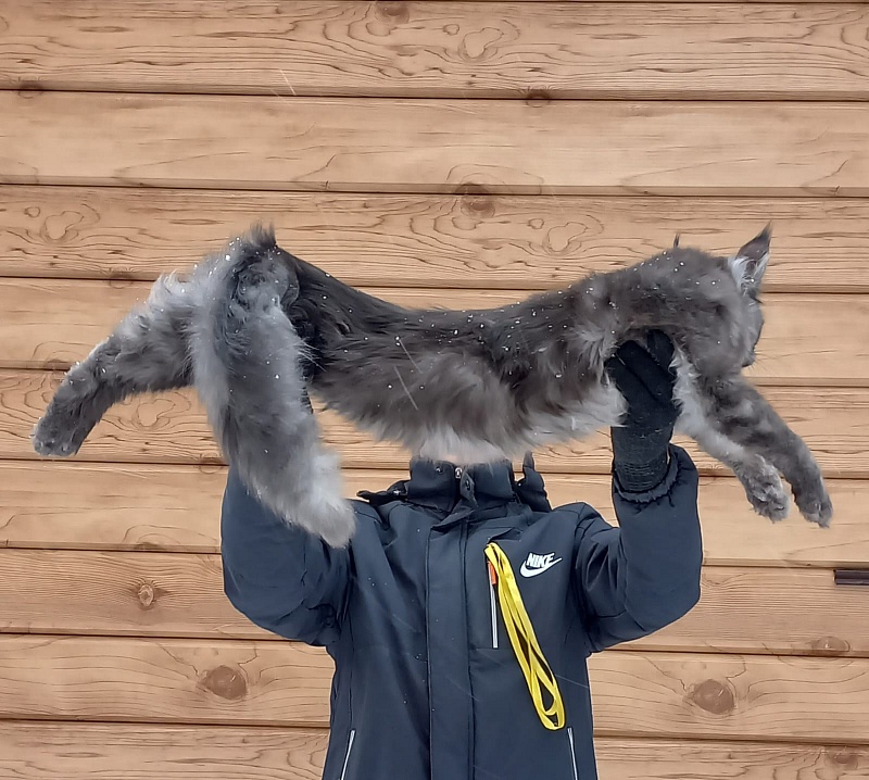 Devin Akbars - Junior maine-coon 8 months