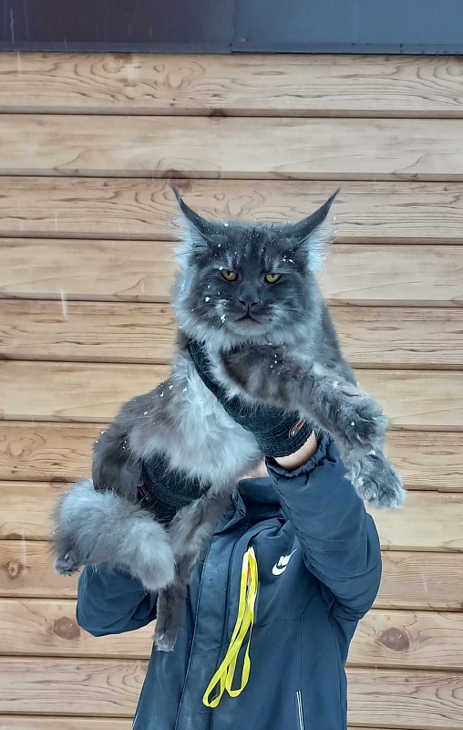 Devin Akbars - Junior maine-coon 8 months