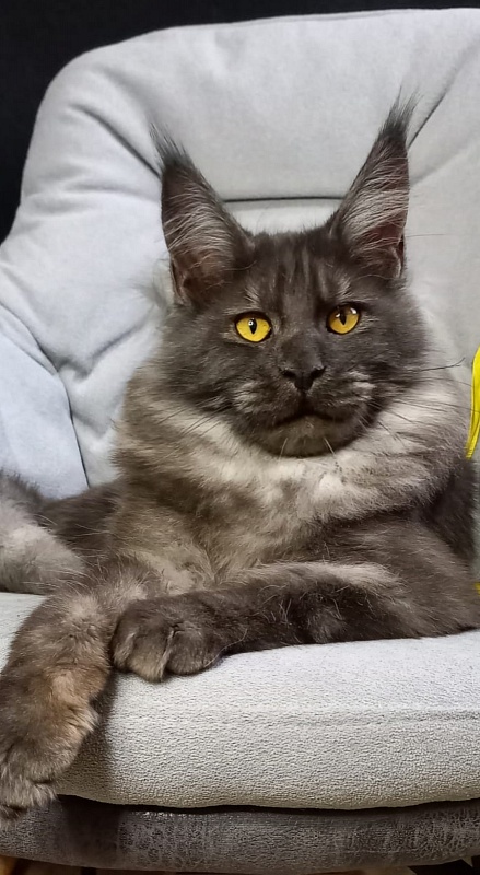 Devin Akbars - Kitten maine-coon 6 months 4 weeks