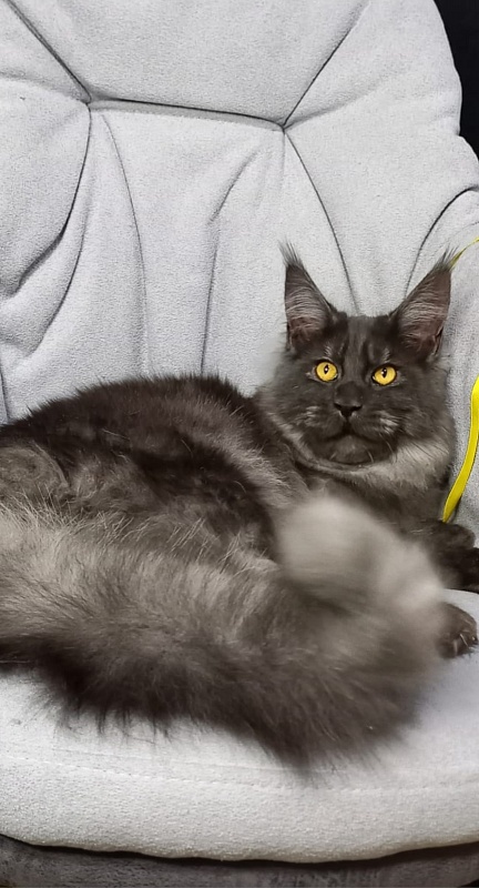 Devin Akbars - Kitten maine-coon 6 months 4 weeks