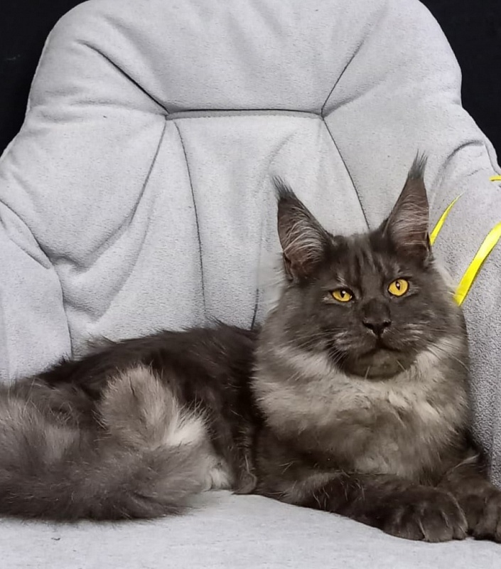 Devin Akbars - Kitten maine-coon 6 months 4 weeks