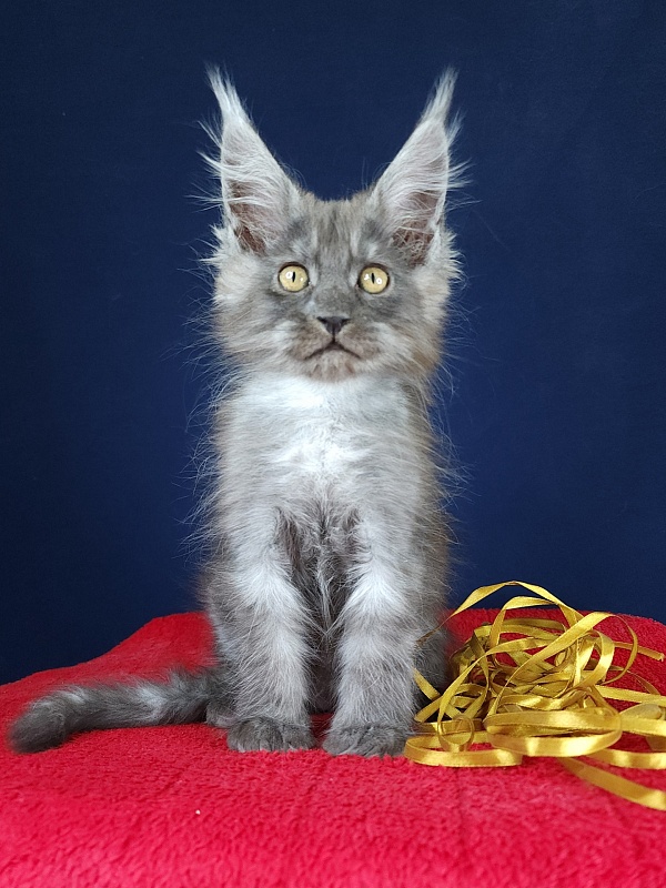 Devin Akbars - Kitten maine-coon 2 months 3 weeks