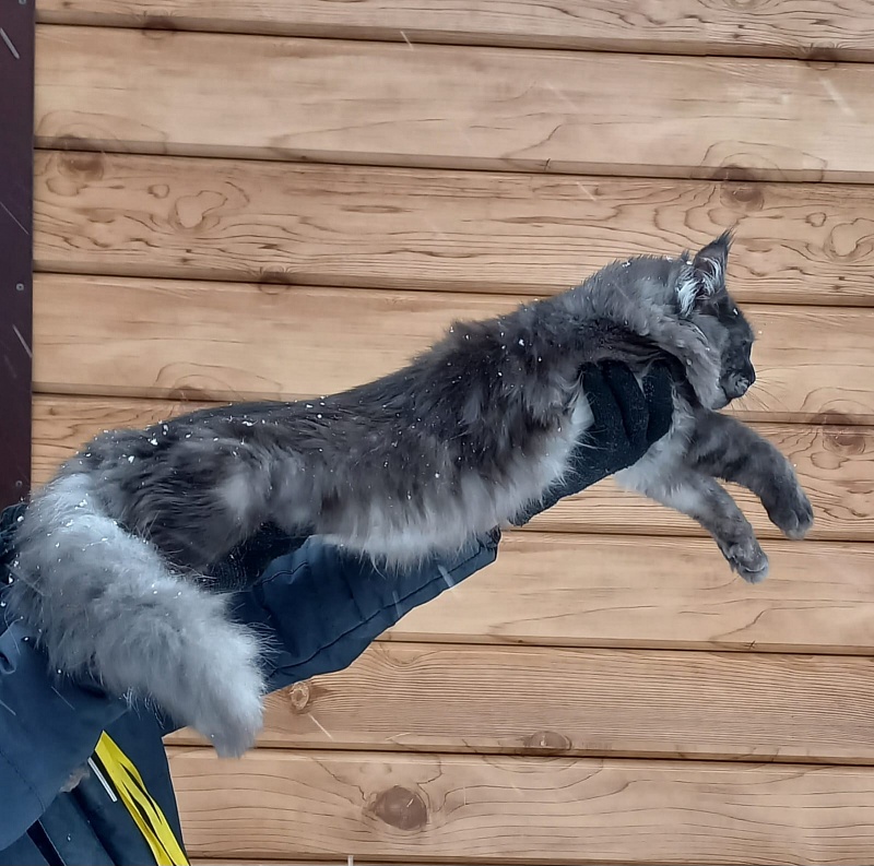 Devin Akbars - Junior maine-coon 8 months