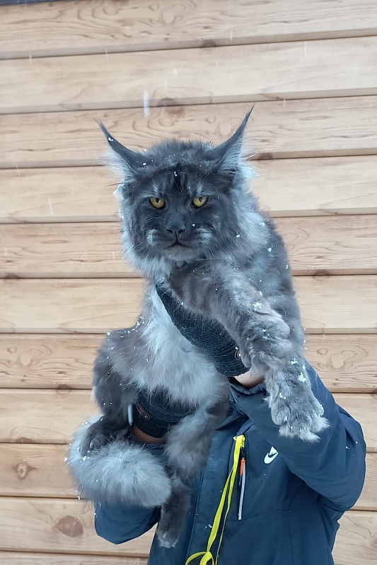 Devin Akbars - Junior maine-coon 8 months