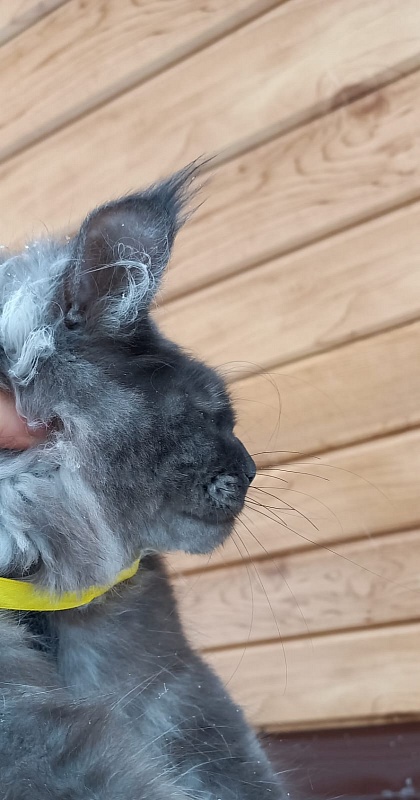 Devin Akbars - Junior maine-coon 8 months