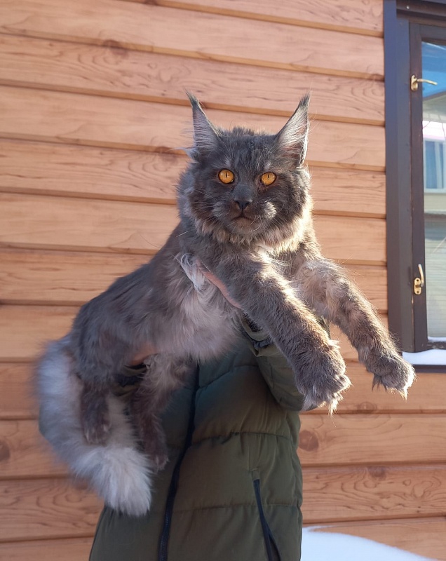 Devin Akbars - Junior maine-coon 9 months 3.5 weeks