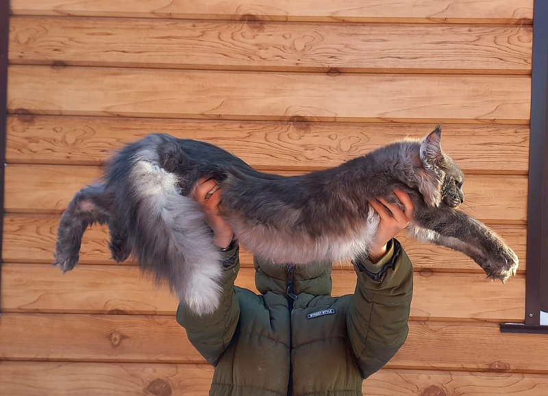 Devin Akbars - Junior maine-coon 9 months 3.5 weeks
