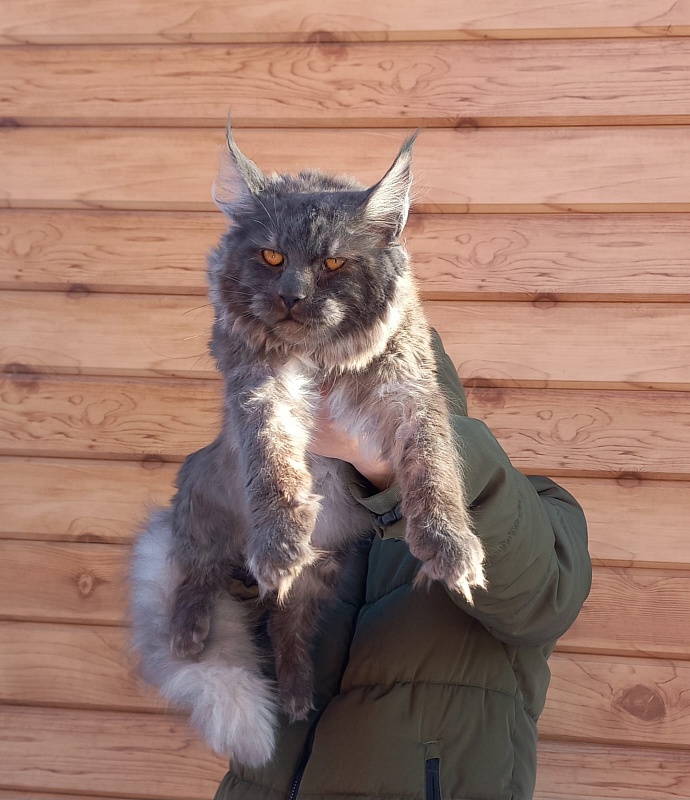 Devin Akbars - Junior maine-coon 9 months 3.5 weeks