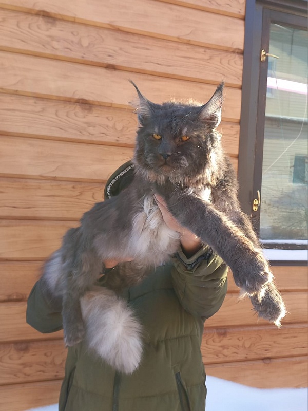 Devin Akbars - Junior maine-coon 9 months 3.5 weeks