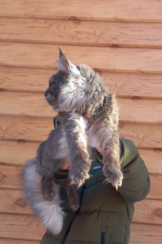 Devin Akbars - Junior maine-coon 9 months 3.5 weeks
