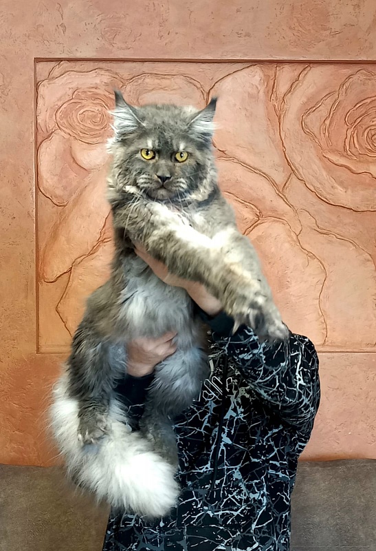 Devin Akbars - Adult maine-coon 10 months 1.5 week