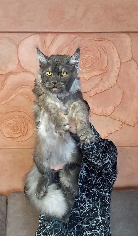 Devin Akbars - Adult maine-coon 10 months 1.5 week