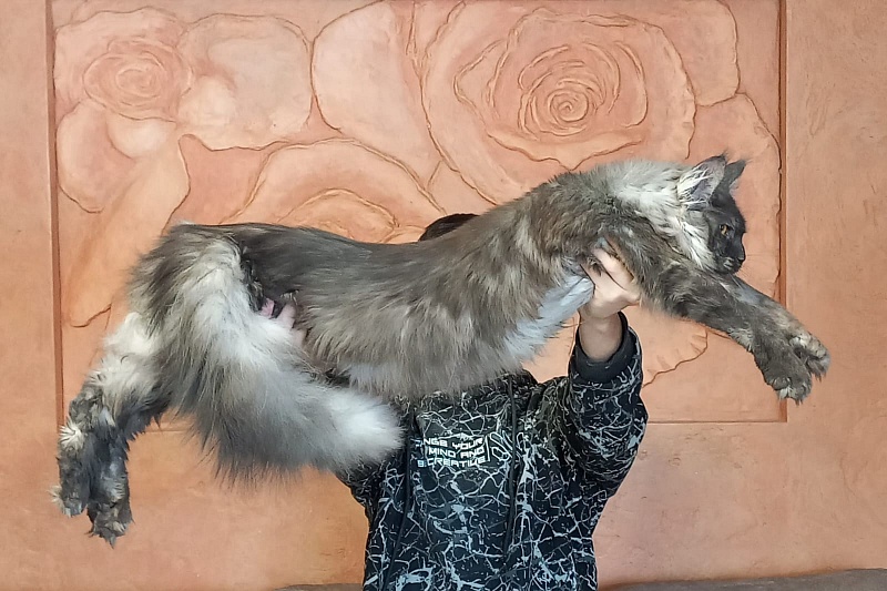 Devin Akbars - Adult maine-coon 10 months 1.5 week