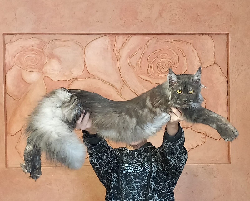 Devin Akbars - Adult maine-coon 10 months 1.5 week
