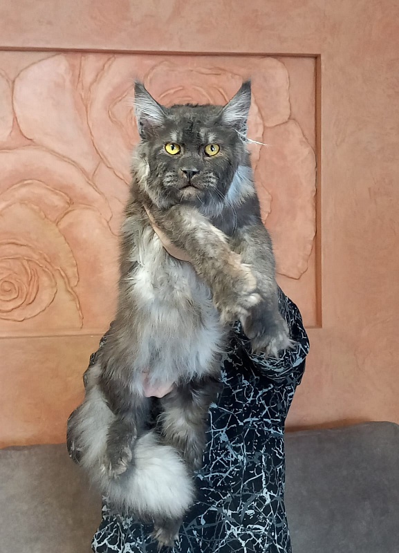 Devin Akbars - Adult maine-coon 10 months 1.5 week