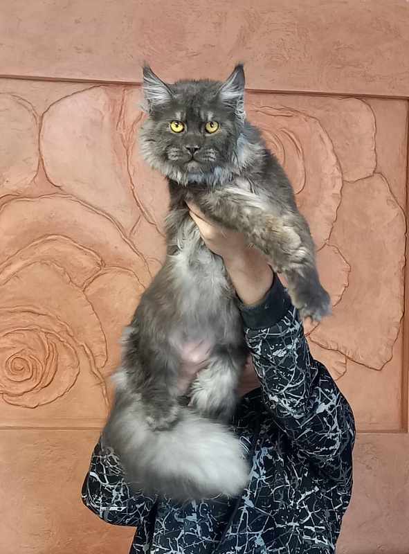Devin Akbars - Adult maine-coon 10 months 1.5 week