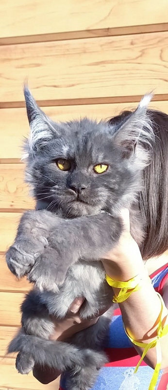 Devin Akbars - Kitten maine-coon 5 months 2 weeks