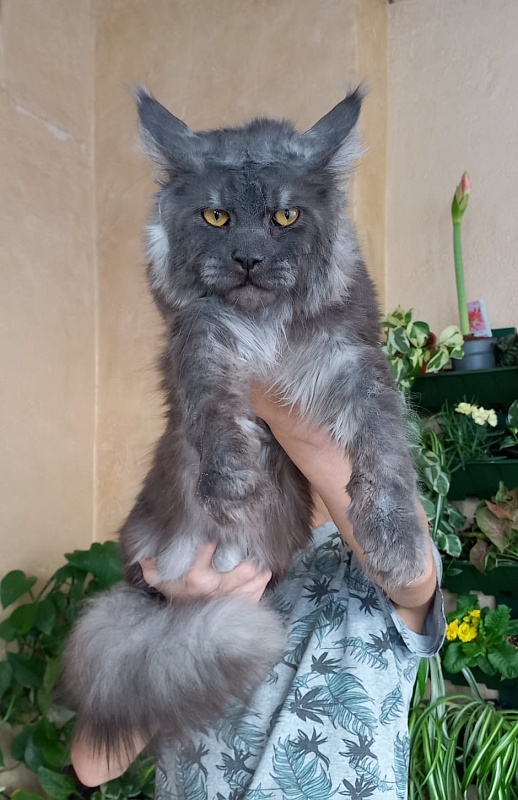 Devin Akbars - Adult maine-coon 10 months 4 weeks