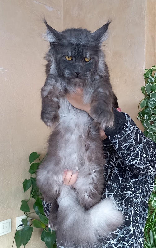 Devin Akbars - Adult maine-coon 10 months 4 weeks