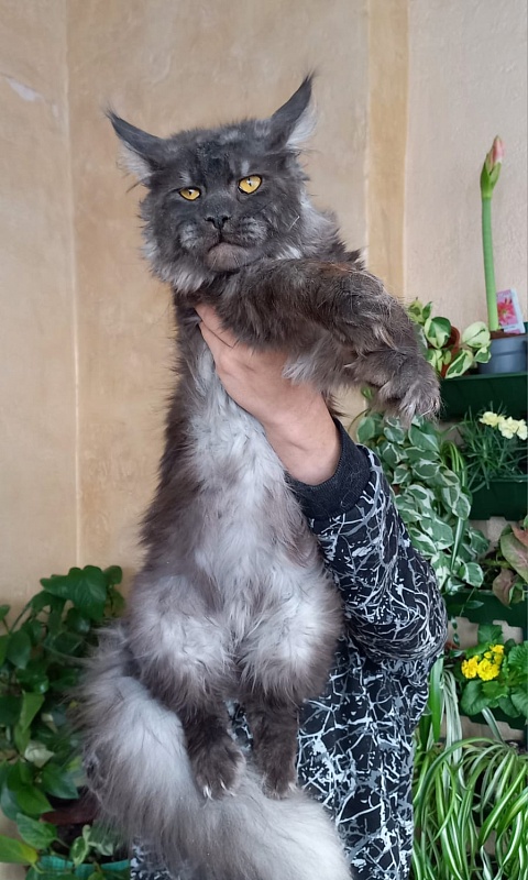 Devin Akbars - Adult maine-coon 10 months 4 weeks
