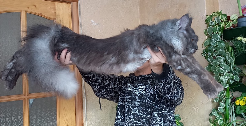 Devin Akbars - Adult maine-coon 10 months 4 weeks