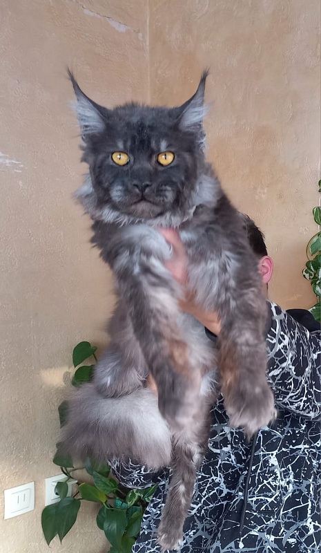 Devin Akbars - Adult maine-coon 10 months 4 weeks