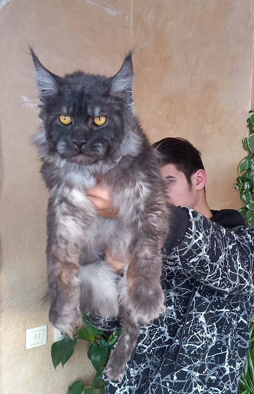 Devin Akbars - Adult maine-coon 10 months 4 weeks
