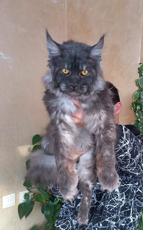 Devin Akbars - Adult maine-coon 10 months 4 weeks