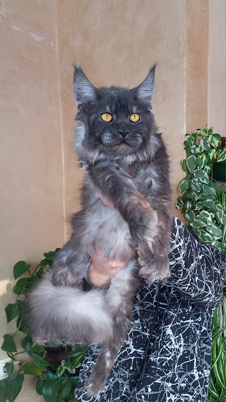 Devin Akbars - Adult maine-coon 10 months 4 weeks