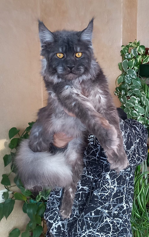 Devin Akbars - Adult maine-coon 10 months 4 weeks