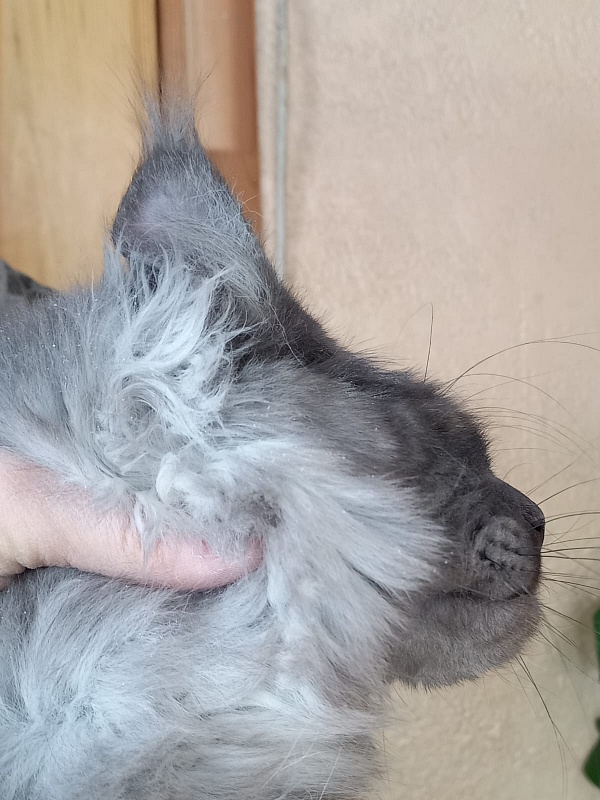 Devin Akbars - Adult maine-coon 10 months 4 weeks