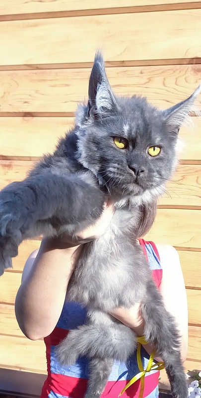 Devin Akbars - Kitten maine-coon 5 months 2 weeks