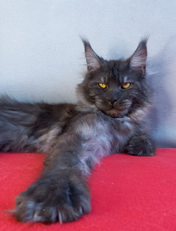 Devin Akbars - Adult maine-coon 11 months