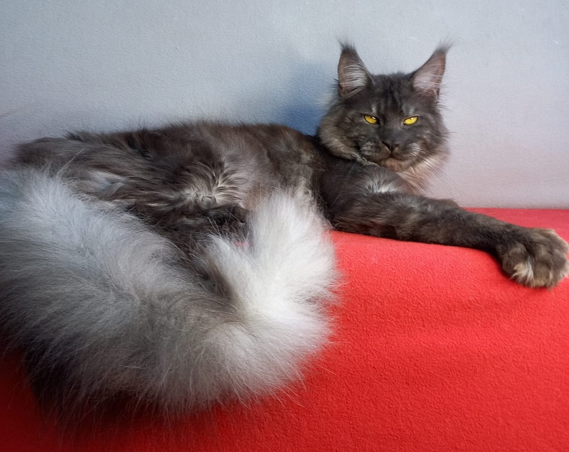 Devin Akbars - Adult maine-coon 11 months