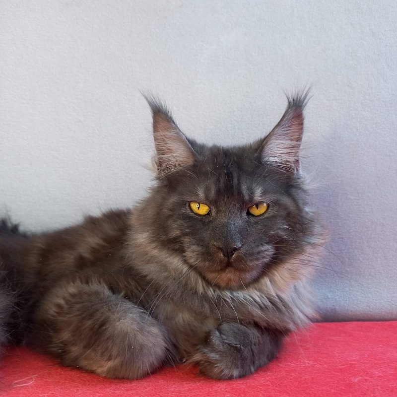 Devin Akbars - Adult maine-coon 11 months